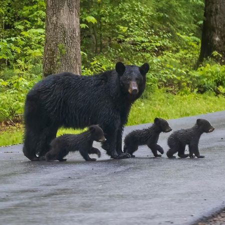 Majestic View Lodge, Amazing Views, Hot Tub, 1089 Free Tickets Each Paid Day, Dollywood And More Gatlinburg Bagian luar foto